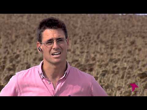 Fotograma del vídeo: Cultivo de girasol en Agricultura de Conservación (Segovia) - Directo al Grano