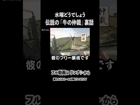 伝説の「牛の仲裁」裏話【水曜どうでしょう】