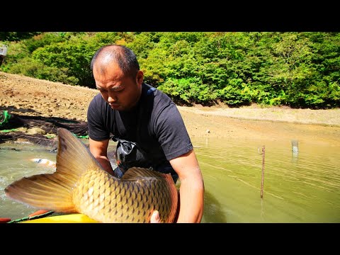 Giant koi fish | Amazing jumbo koi carp | Tancho Showa mudpond harvest