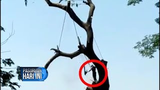 Terekam Kamera, Penebang Kayu Terjatuh dari Atas Pohon Terekam Kamera, Penebang Kayu Terjatuh dari Atas Pohon