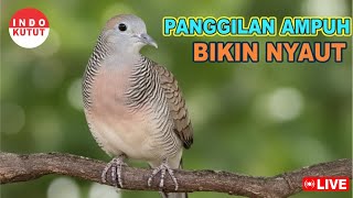 Download lagu Perkutut Lokal Gacor alam liar sangat manjur buat masteran mp3 Download lagu Perkutut Lokal Gacor alam liar sangat manjur buat masteran mp3