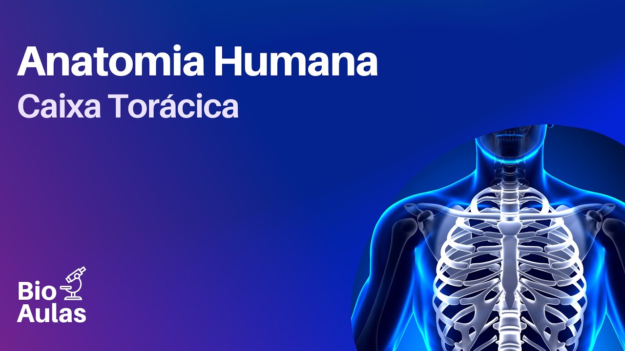 Ossos da Caixa Torácica: Costelas, Esterno e Cartilagens Costais (Bio Aulas)