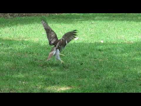 Fledgling red-tailed hawk plays in grass at Tompkins Square Park