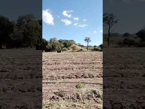 cortando sebolla  en la aldea el peñonsito progreso Jutiapa