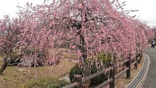 小倉南区農事センター梅の花満開