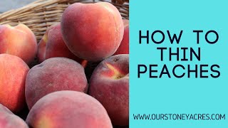 How To Thin Peaches: To improve fruit size and sweetness