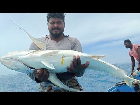 download lagu mp3 mp4 Trevally Fish In Tamil, download lagu Trevally Fish In Tamil gratis, unduh video klip Trevally Fish In Tamil