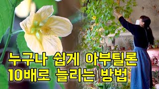꽃이 예뻐서 누구나 좋아하는 식물 아부틸론 많이 늘리는 방법(삽목 방법)