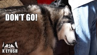 Sad Husky Thinks We’re Going Away Without Him!