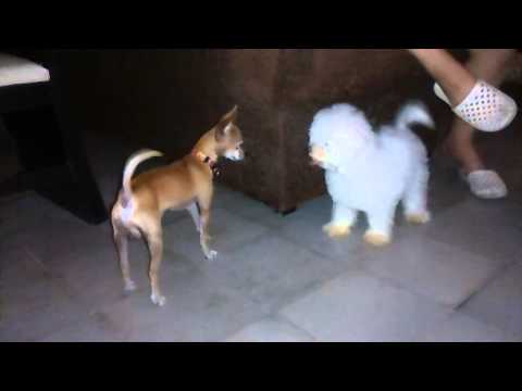 Perros chip y bombón