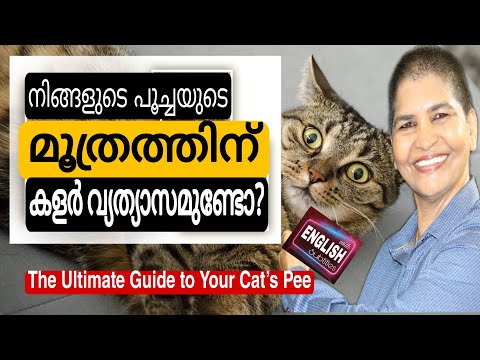 Know the color difference of your cats urine| The Ultimate Guide To Your Cat’s Pee@NANDAS pets&us