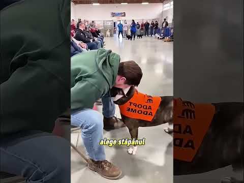 Eveniment de adopție a câinilor!