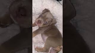 Olde English Bulldogge Puppies Videos