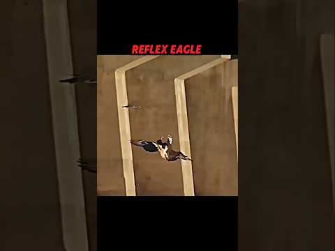 Falcon Never Misses… Until It Meets the Eagle King! #trending #animals #wildlife #eagle #falcon