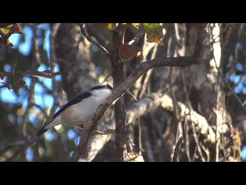 Strakoška obočnatá (Pteruthius aeralatus) — spev a hlas v prírode
