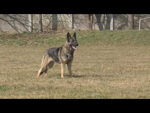 Jessica z Atarova sadu  obedience