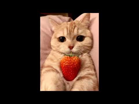 draf clc intro hobgoblin me