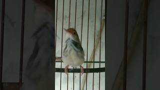 Download lagu prenjak lumut jantan gacor 13 #shortsfeed mp3