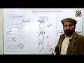 Class 10th Bio Lecture 39 Topic Asexual Reproduction In Animals