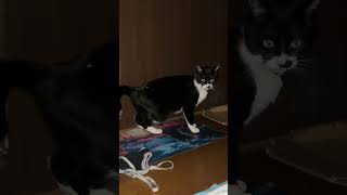 ころころのあたん #ねこのいる生活
