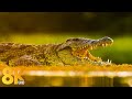 8K Wildlife Of KwaZulu Natal South Africa Wild Animals Of Africa Savanna Sounds 7 HOURS
