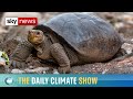 The Daily Climate Show Meet The Giant Tortoise Rediscovered After 100 Years