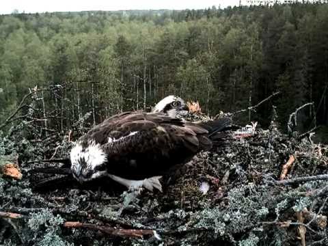 Osprey nest - male comes home