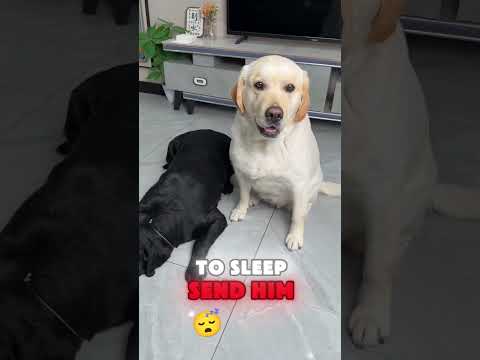 🐶😤🙅Puppy: Don&rsquo;t think you can boss me around just because I look easygoing! I quit!#funnypets#funny