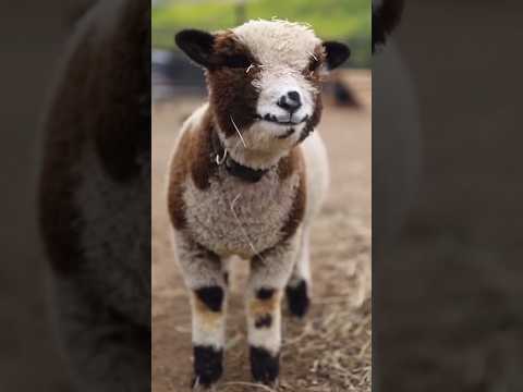 sheep 🐑💞 & monkey 🐒 funny 🤣 #funnyvideos #sheep #monkey #viral #video #funny #cute #shorts #yt