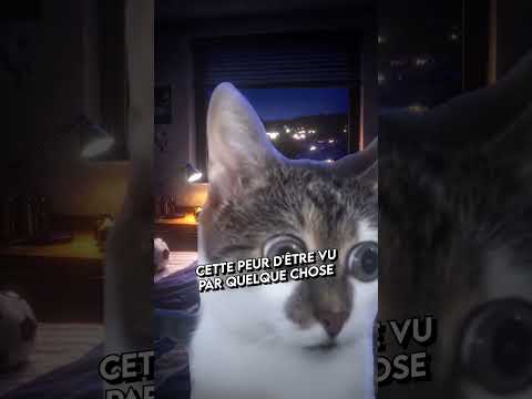 Miniature de la vidéo 2 du pack Shorts Maxim : contenu vertical humoristique au montage rythmé