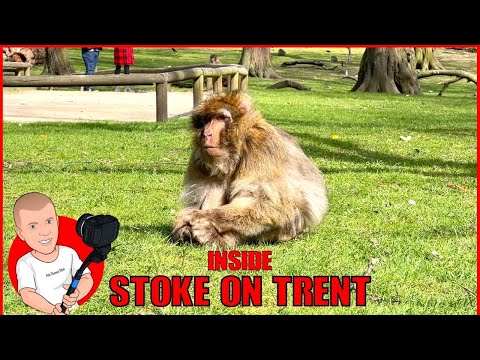 Inside the Monkey Forest | Stoke on Trent | Trentham