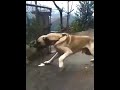 Most Aggressive Real Giant TURKISH KANGAL DOG 🔥🔥 #shorts