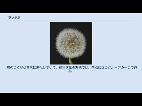 園芸 タンポポ、ライオンの歯