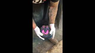 Farrier Application Video.