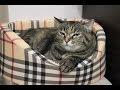 Полезные ПОКУПКИ для моих животных с Zoogoods  Реакция кошки на когтеточку ...