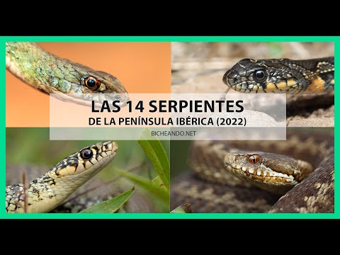 ✅ THE 14 SNAKES OF THE IBERIAN PENINSULA 【 2022 】