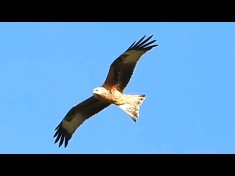 Red Kite Milvus milvus swooping in flight — vidličkový chvost diagnostic
