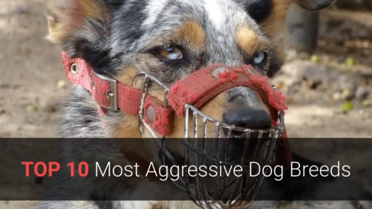 TOP 10 Most Aggressive Dog Breeds In The World! Life Dog