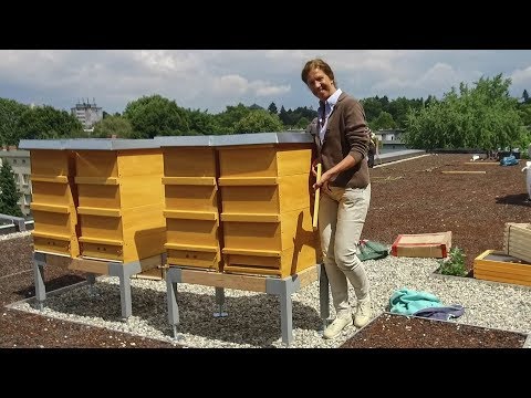 Das Bienenprojekt bringt den FS Neubau zum Summen