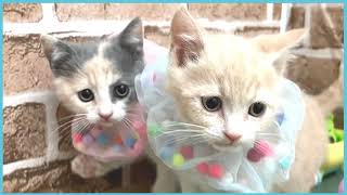 ペットショップCOO&RIKU No00705020(ブリティッシュショートヘアー)