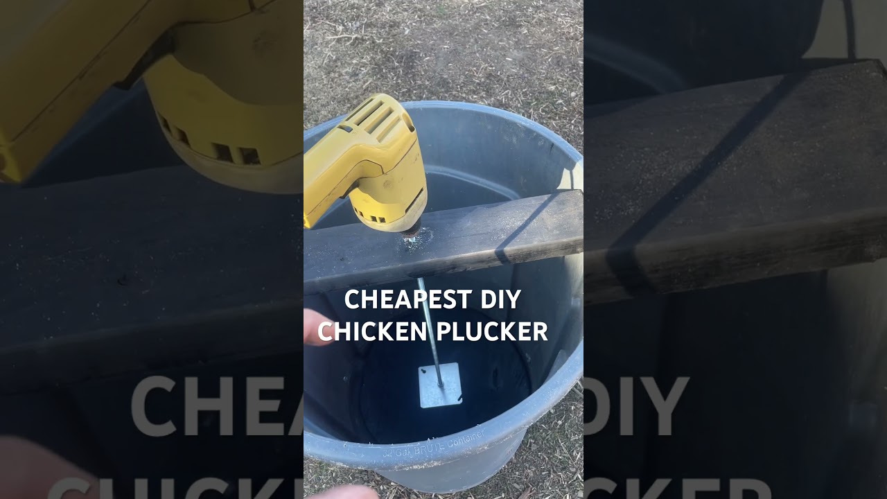 CHEAPEST DIY CHICKEN PLUCKER