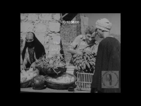 SIK 104 - M. P. Adama I Ewy