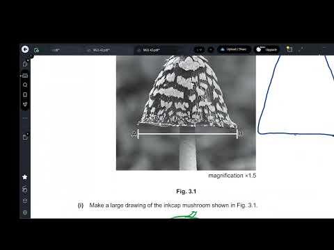 Paper 6 Nov 2022 63 Biology IGCSE (0610/0970)