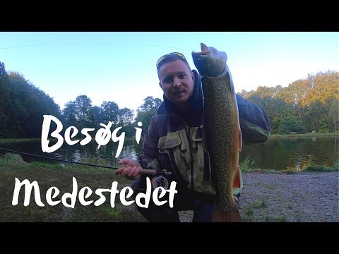 Tiger, Guld og Regnbuer – Sjællænderen besøger Medestedet