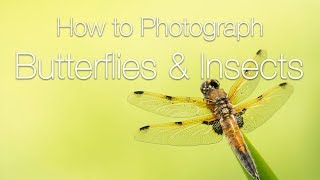 How to Photograph Butterflies and Insects | Macro Photography Tips