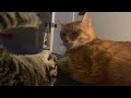 Orange Tabby Cat VS Gray Tabby Cat