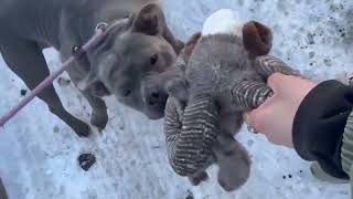 Video preview image #1 Bulldog-Staffordshire Bull Terrier Mix Puppy For Sale in Brooklyn, NY, USA
