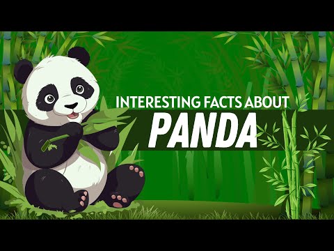 Interesting Facts About Panda | Panda Facts for Kids | Panda Facts