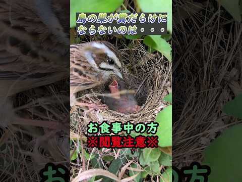 鳥の好きな色は何ですか?巣箱に使うのはどれでしょうか？羽の生えた鳥を惹きつける7つの色合いをご紹介します。  庭園