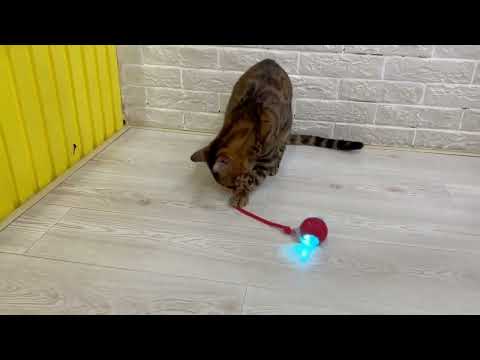 BOLA INTELIGENTE PET RECARREGAVEL USB CORES SORTIDAS